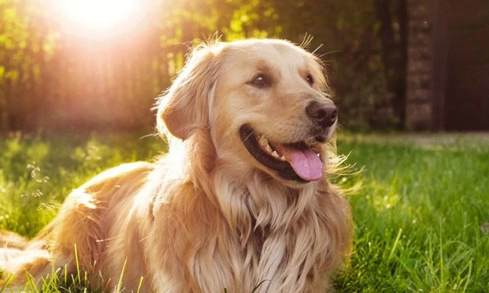 Λογοθεραπεύτρια έμαθε τον σκύλο της να μιλάει - Δείτε πως